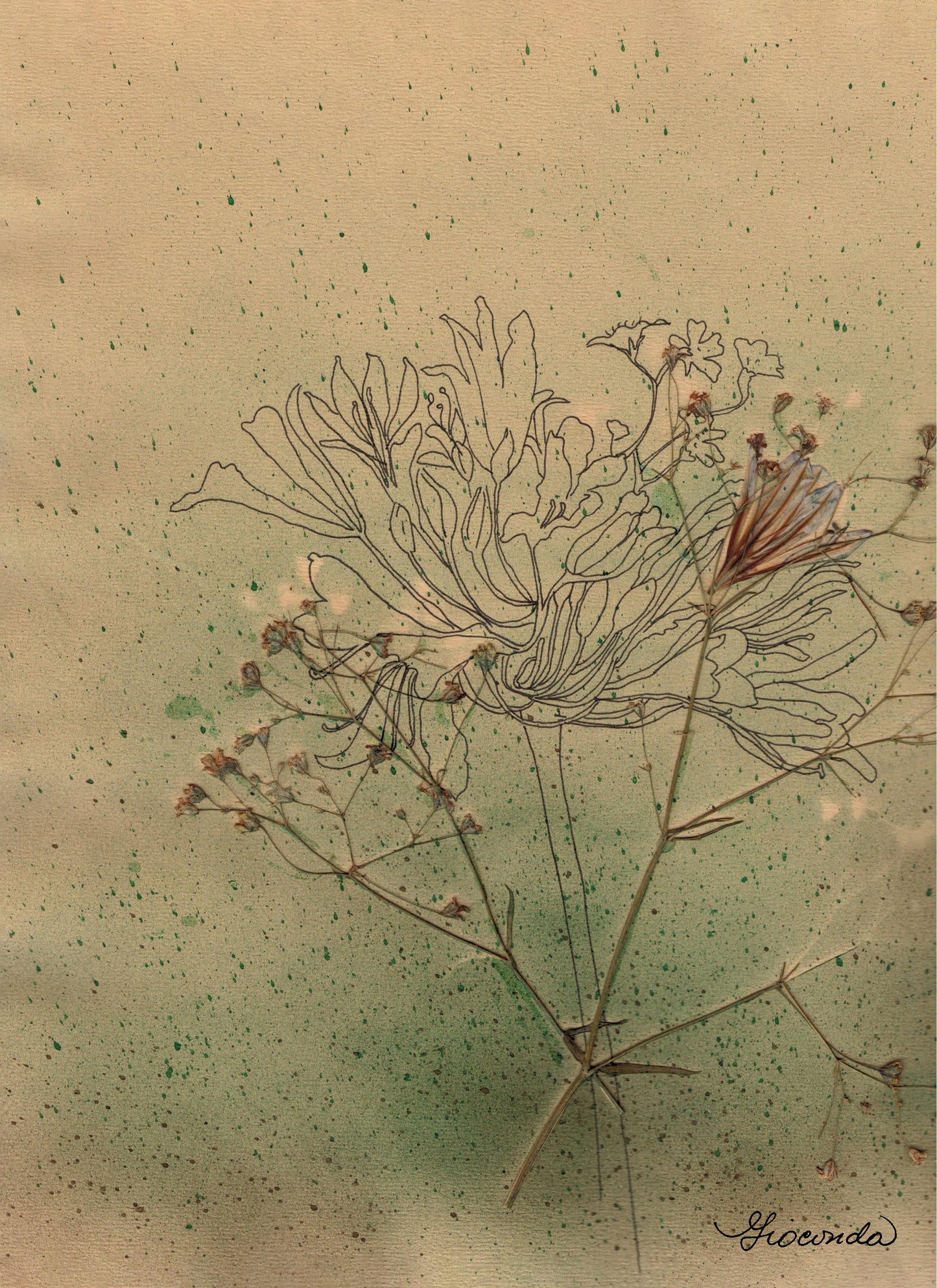 Flor Herbario